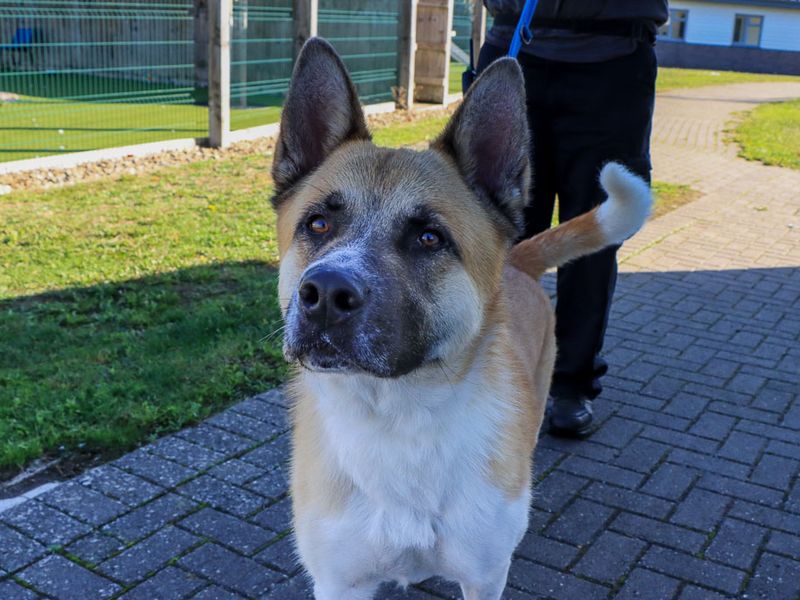 David | Akita | Evesham (Worcestershire) - 5