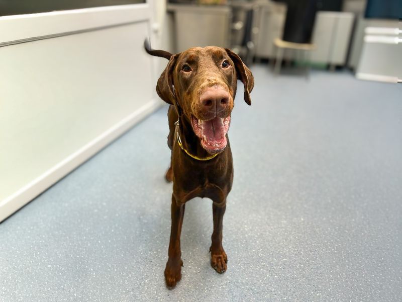 Doberman Dogs And Puppies For Adoption
