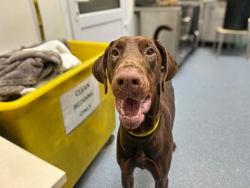 Ace - Image 2 of 3