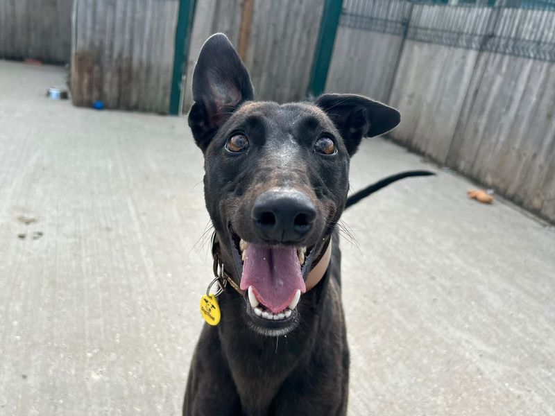 Polly | Greyhound | Basildon (Essex) - 3