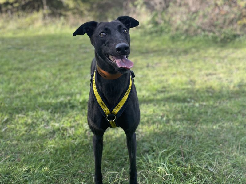 Polly | Greyhound | Basildon (Essex) - 2