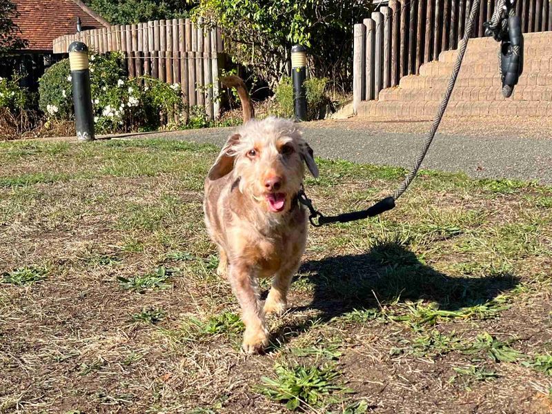 Dachshund Dogs And Puppies For Adoption