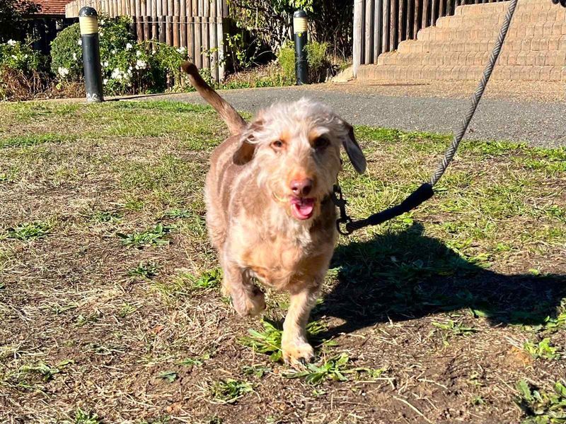 Boss | Dachshund (Miniature Smooth Haired) Cross | Harefield West London - 2