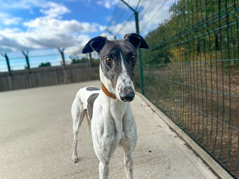 Greyhound Dogs And Puppies For Adoption