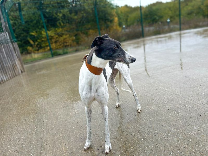 Freya | Greyhound | Basildon (Essex) - 4