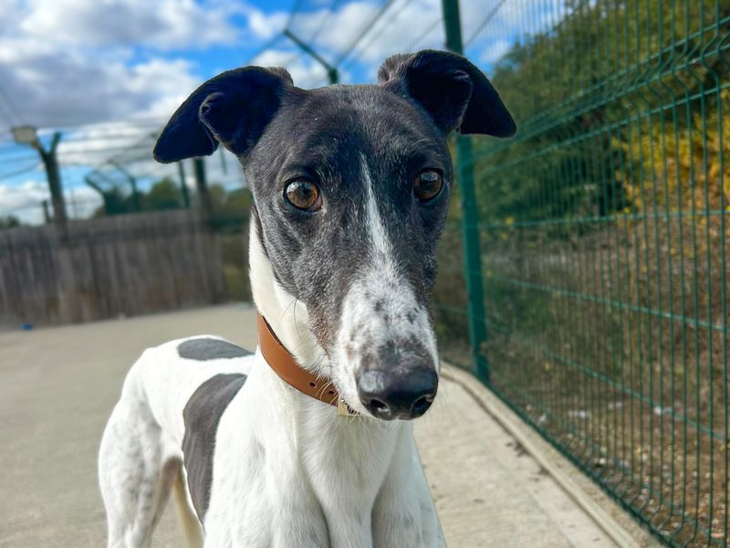 Freya | Greyhound | Basildon (Essex) - 5