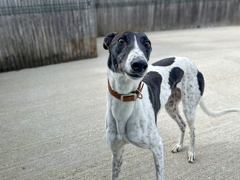 Freya | Greyhound | Basildon (Essex) - 3