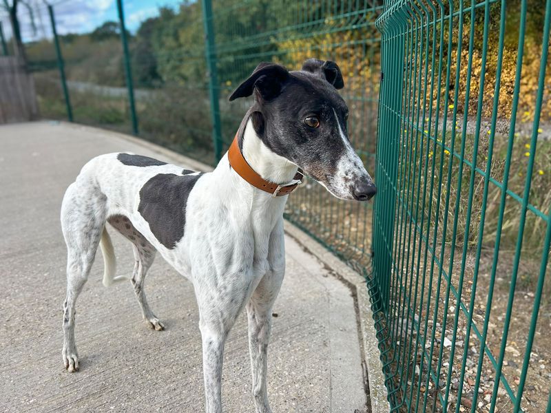Freya | Greyhound | Basildon (Essex) - 2
