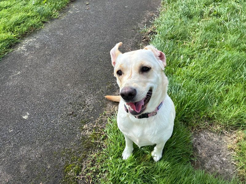 Skye | Retriever (Labrador) | Bridgend (Wales) - 1
