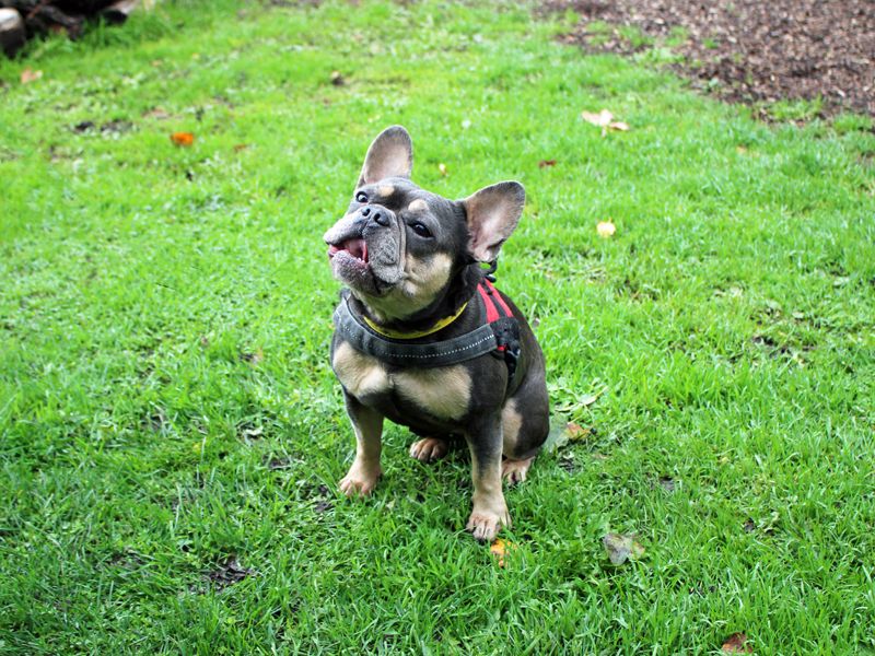 Yoda | French Bulldog | Merseyside (Liverpool) - 2