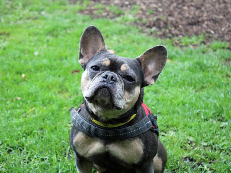 Yoda | French Bulldog | Merseyside (Liverpool) - 3