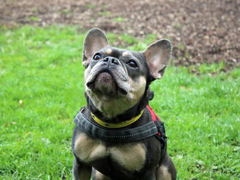 Yoda | French Bulldog | Merseyside (Liverpool) - 1