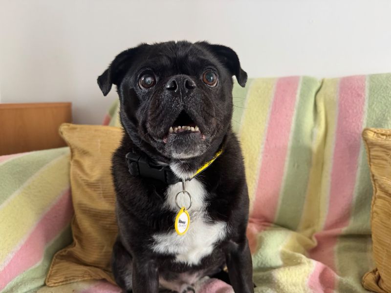 Buddy Boris | Pug Cross | Bridgend (Wales) - 2