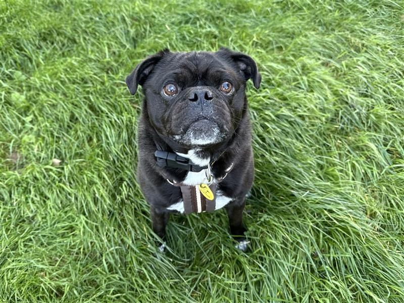 Buddy Boris | Pug Cross | Bridgend (Wales) - 6
