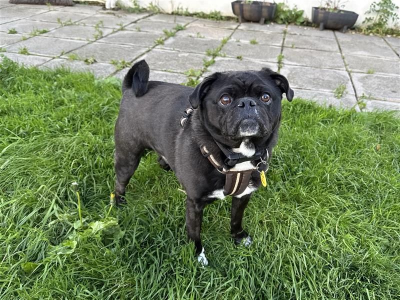 Buddy Boris | Pug Cross | Bridgend (Wales) - 5