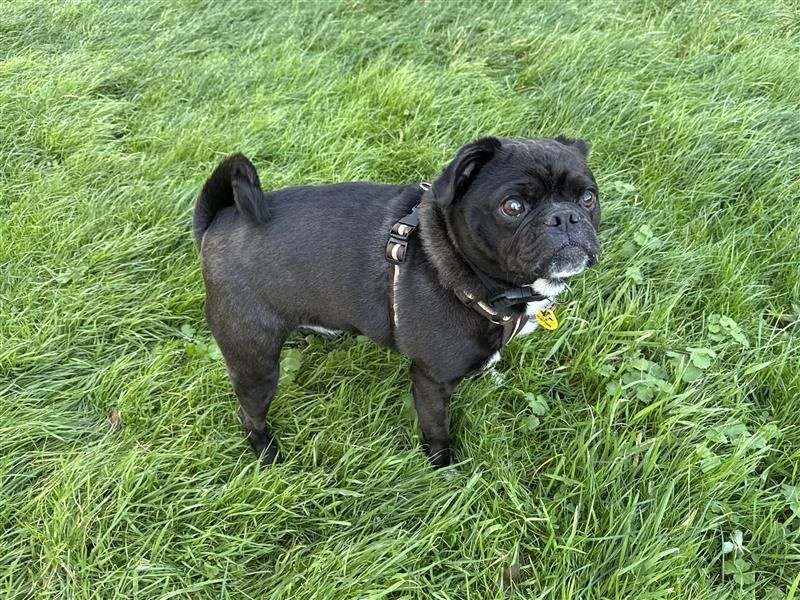 Buddy Boris | Pug Cross | Bridgend (Wales) - 7