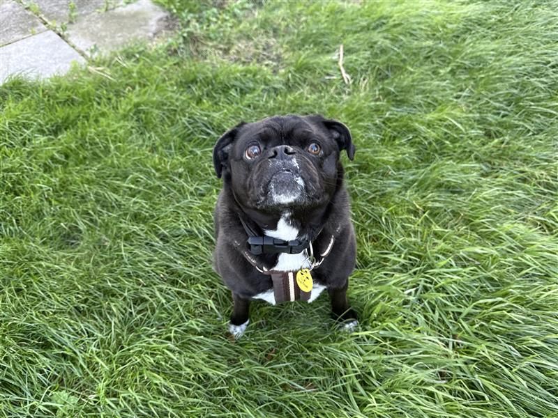 Buddy Boris | Pug Cross | Bridgend (Wales) - 3