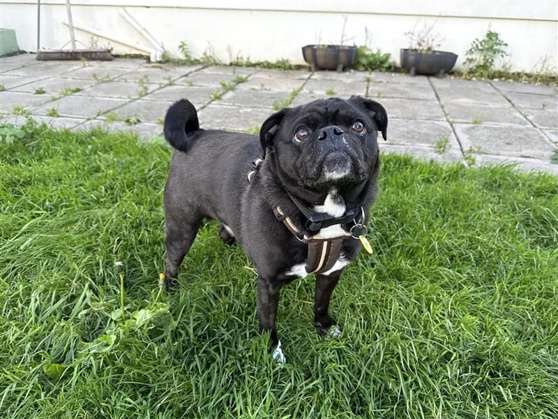Buddy Boris | Pug Cross | Bridgend (Wales) - 4