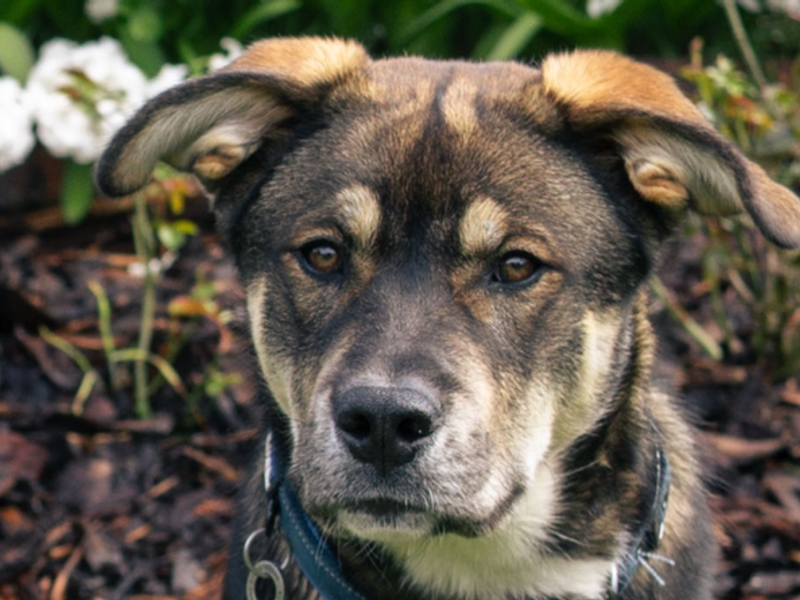 Rocket | Alaskan Malamute Cross | Cardiff - 3