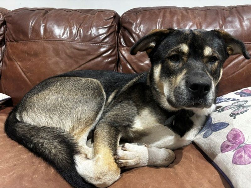Rocket | Alaskan Malamute Cross | Cardiff - 2