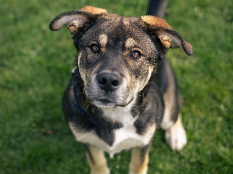 Rocket | Alaskan Malamute Cross | Cardiff - 4