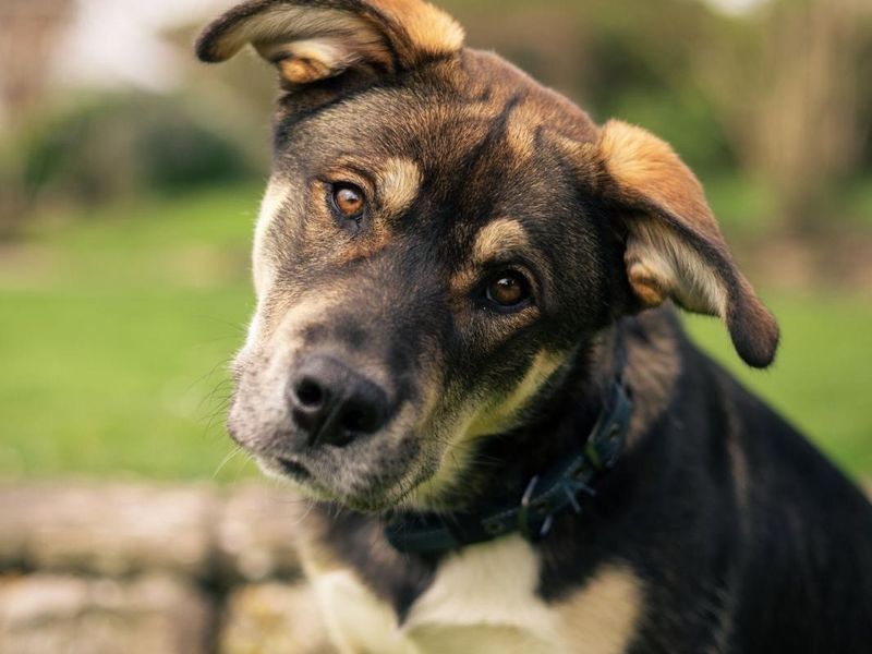 Alaskan Malamute Dogs And Puppies For Adoption