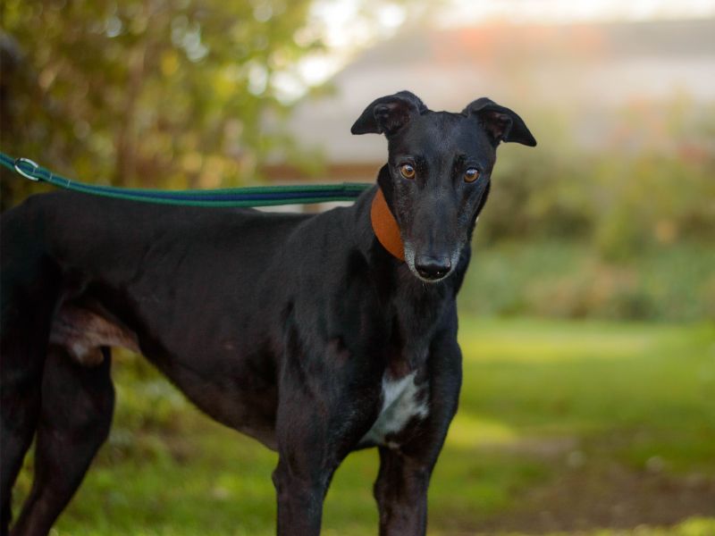 Greyhound Dogs And Puppies For Adoption