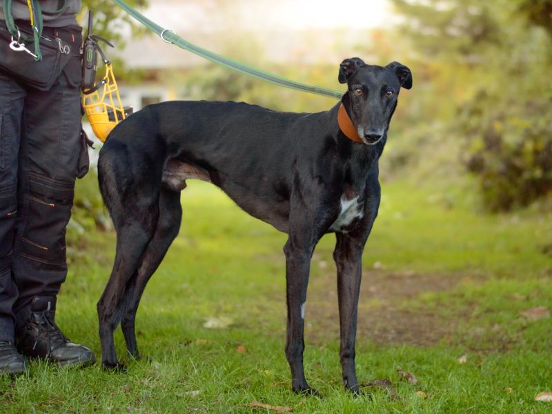 Charley | Greyhound | Kenilworth (West Midlands) - 2