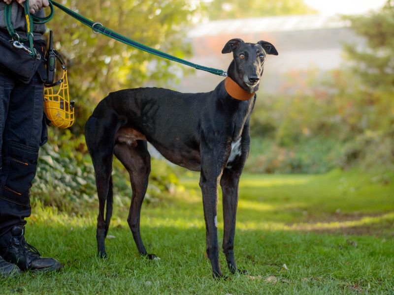 Charley | Greyhound | Kenilworth (West Midlands) - 3