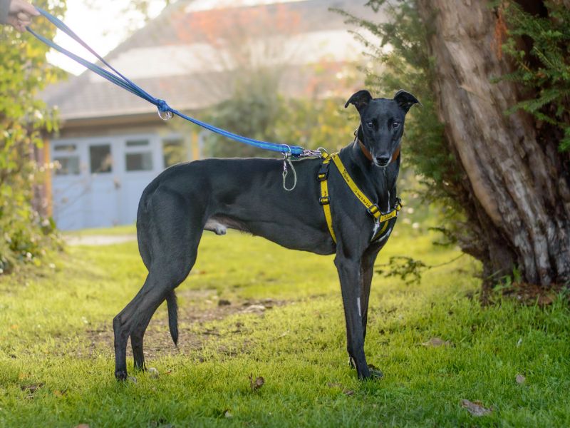 Edward | Greyhound | Kenilworth (West Midlands) - 2