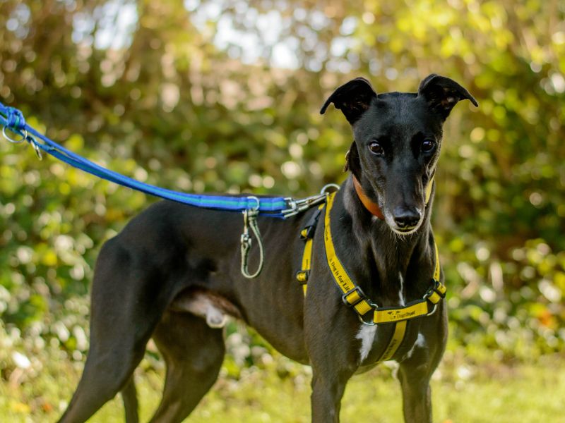 Edward | Greyhound | Kenilworth (West Midlands) - 3