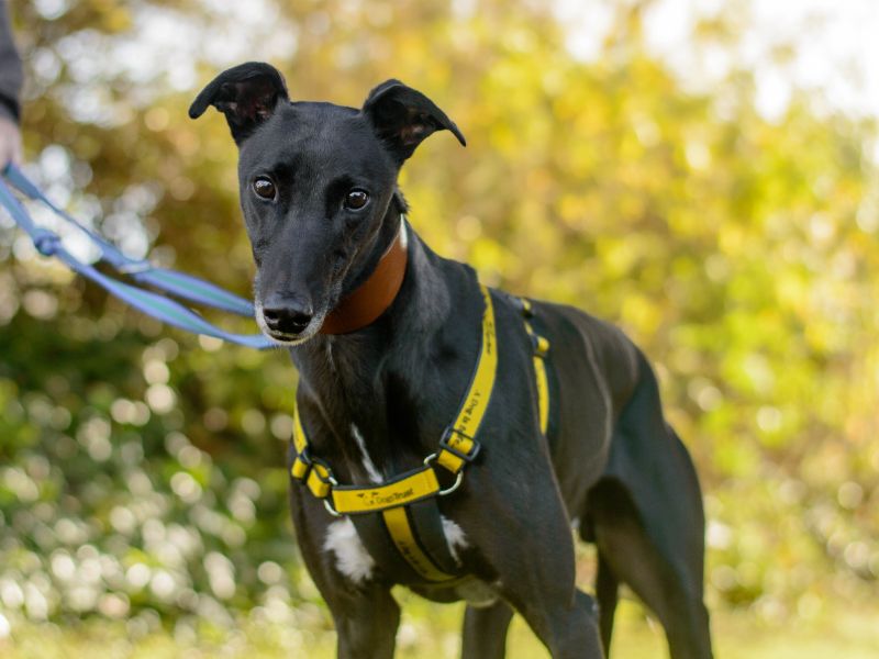 Edward | Greyhound | Kenilworth (West Midlands) - 1