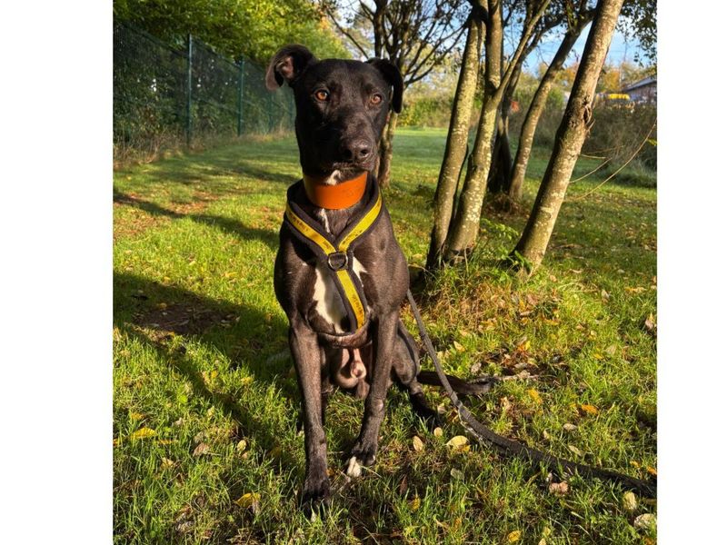 Zero | Lurcher | Cumbria - 2