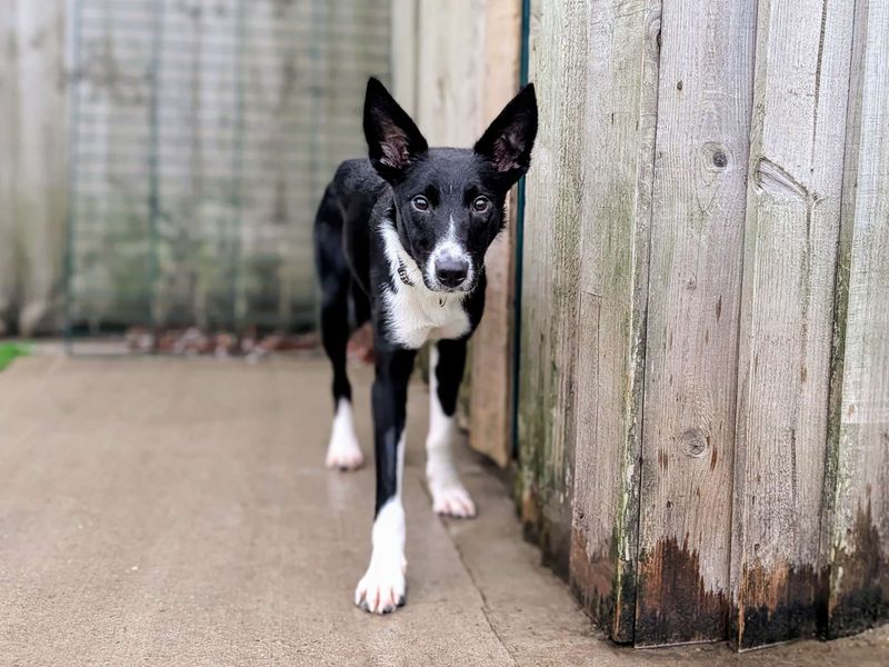 Yang | Collie (Border) | Cardiff - 2