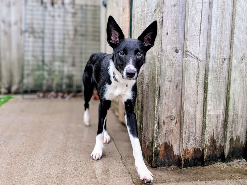 Yang | Collie (Border) | Cardiff - 3