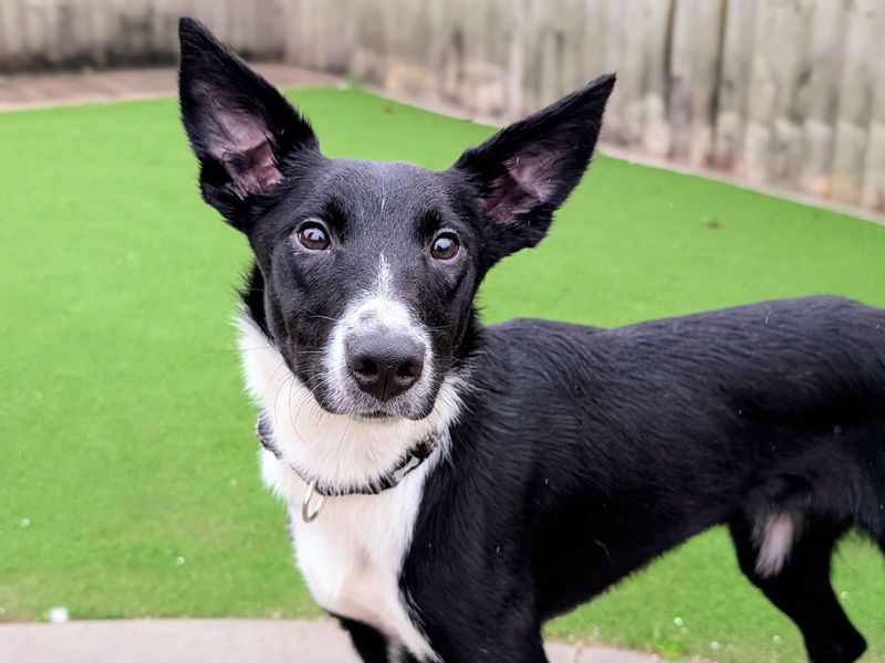 Yang | Collie (Border) | Cardiff - 4