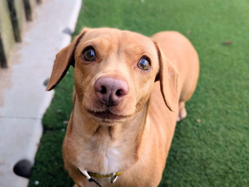 Dachshund Dogs And Puppies For Adoption
