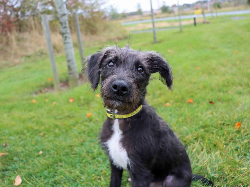Toby | Lurcher Cross | Darlington - 2