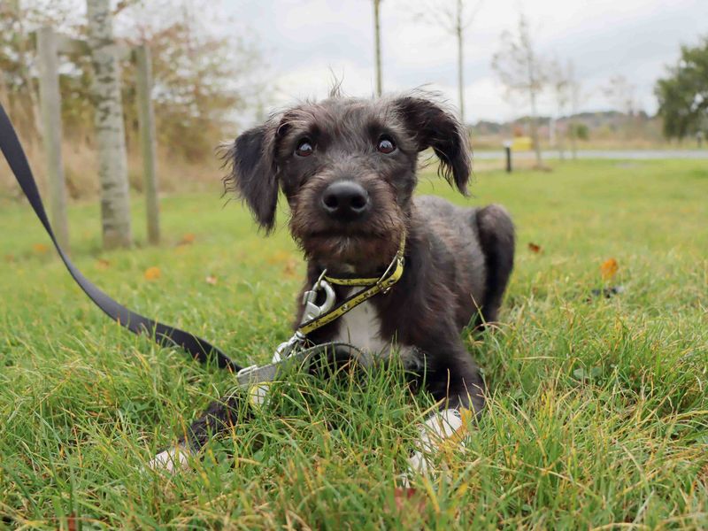 Toby | Lurcher Cross | Darlington - 1