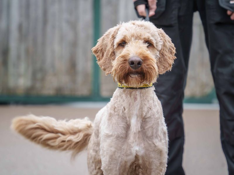 Arthur | Retriever (Labrador) Cross | Loughborough - 2