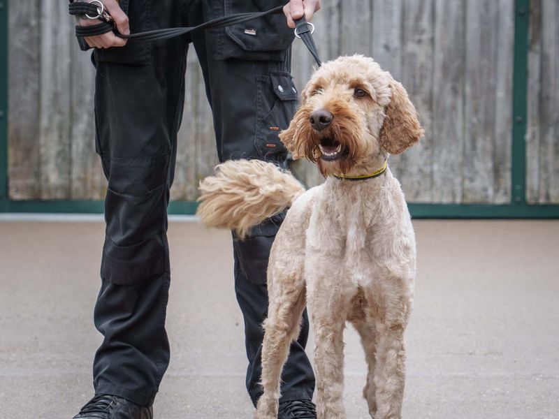 Arthur | Retriever (Labrador) Cross | Loughborough - 3