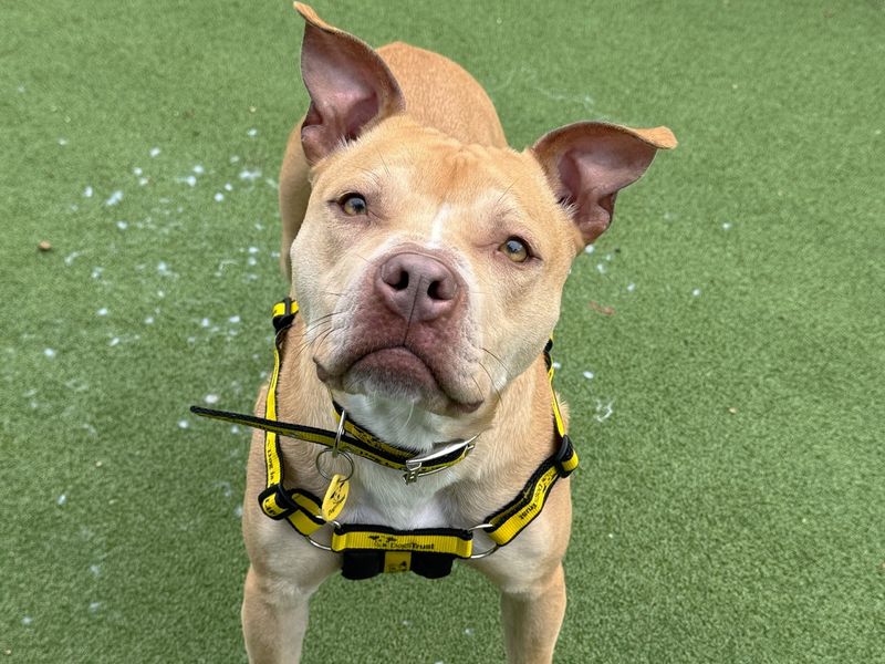 Mabel | Terrier (Staffordshire Bull) Cross | Canterbury - 2