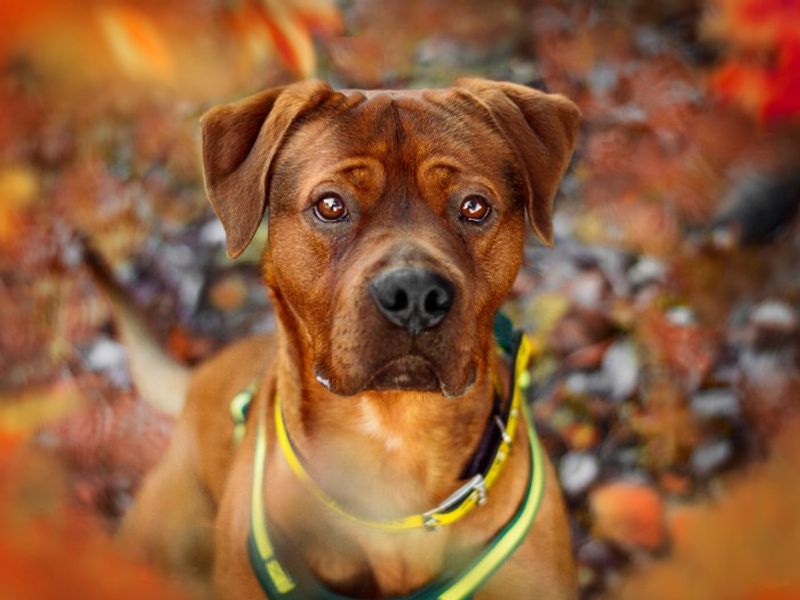 Wallace | Boxer Cross | Kenilworth (West Midlands) - 5