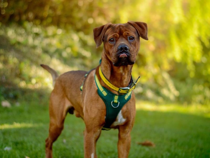 Wallace | Boxer Cross | Kenilworth (West Midlands) - 3