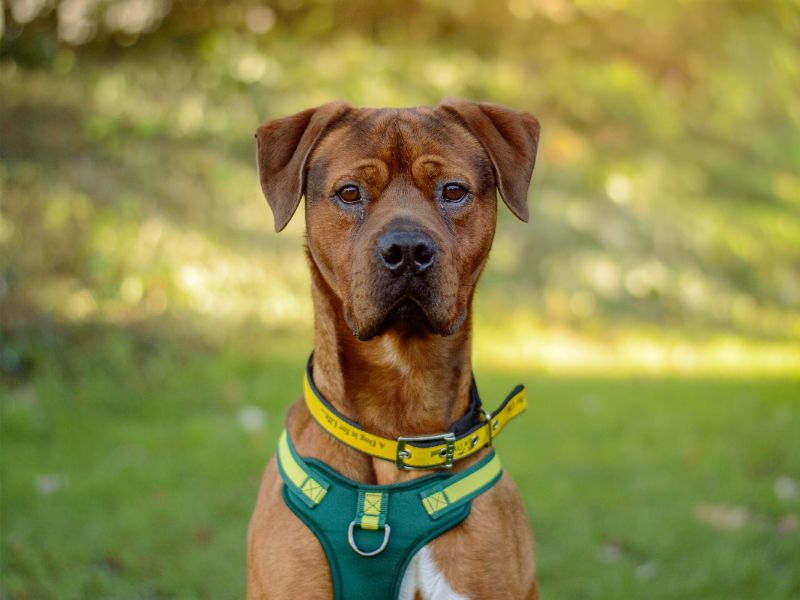 Wallace | Boxer Cross | Kenilworth (West Midlands) - 4
