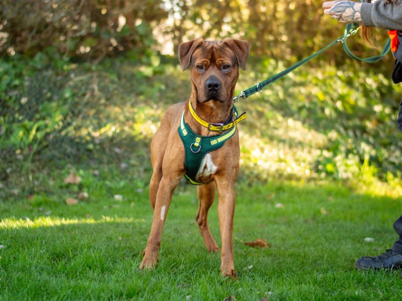 Wallace | Boxer Cross | Kenilworth (West Midlands) - 2