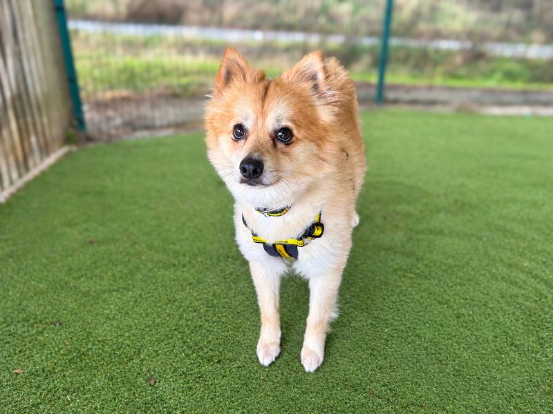 Pomeranian Dogs And Puppies For Adoption
