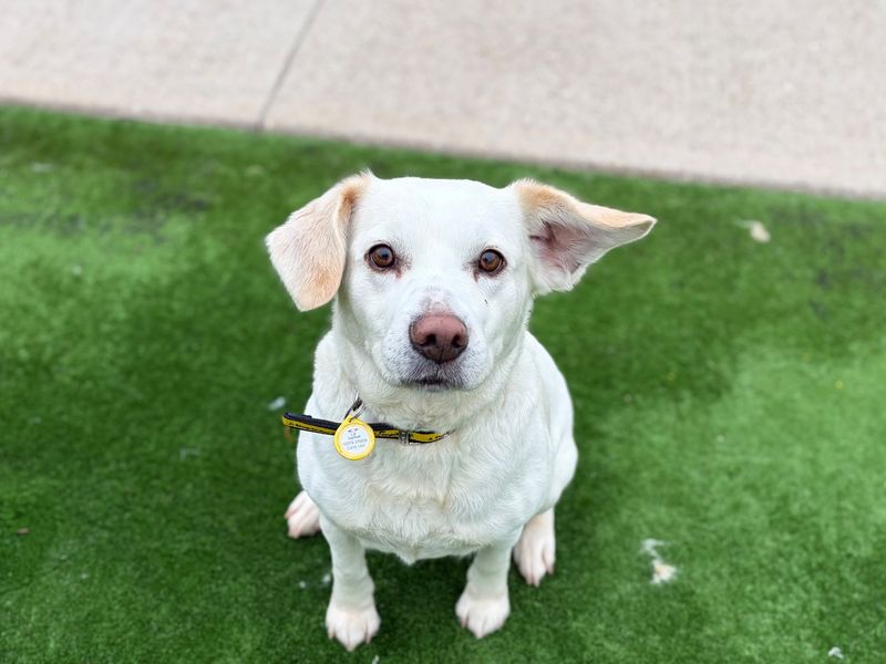 Bertha | Retriever (Labrador) Cross | Loughborough - 2