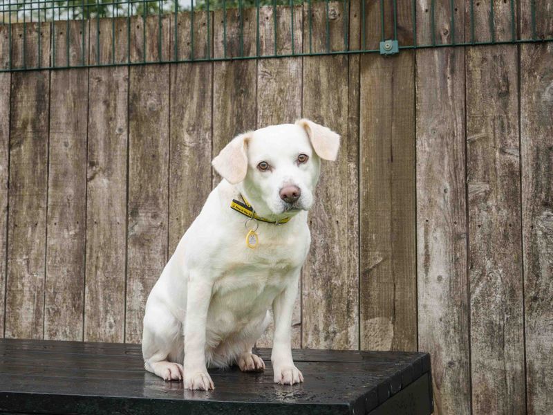 Adopt a Retriever (Labrador) Cross Rescue Dog | Bertha | Dogs Trust