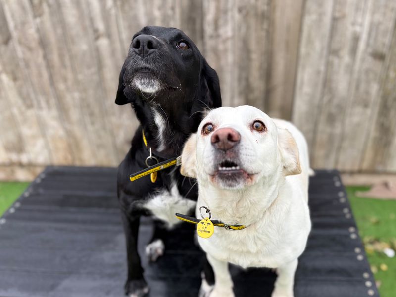 Bertha | Retriever (Labrador) Cross | Loughborough - 5